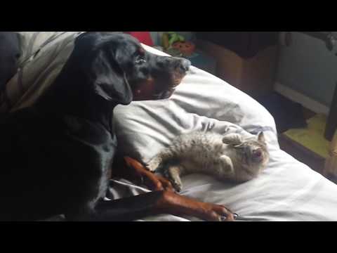 Doberman Chat