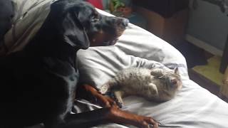 Chat contre Doberman