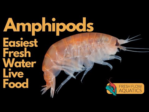 Breed amphipods in your planted tank: the easiest freshwater live food