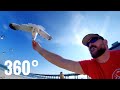 Feeding Seagulls At The Beach 360 Video Birds