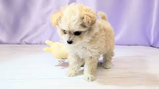 ハーフ犬の動画01