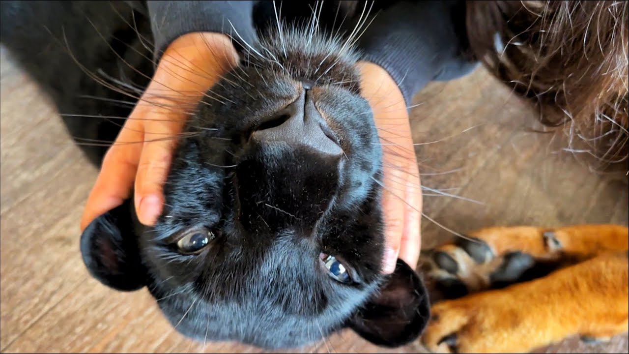 Fun moments of the week with Luna the panther and the family 😁(ENG SUB)