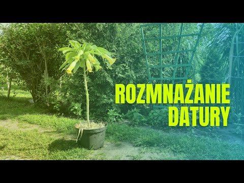 Rozmnażanie Brugmansji (Datura, Trąby Anielskie)