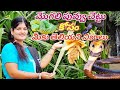 Mogali Flower మొగలి పువ్వు అసలైన నిజాలు Lakshmi Natural