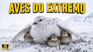 ❄️ AVES NO LIMITE DO GELO | Como Sobrevivem nos Lugares Mais Extremos da Terra