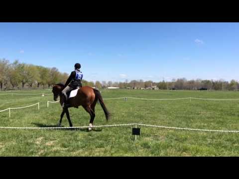 Prima Dressage St Augustine