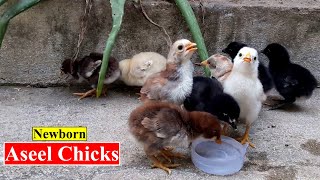 Newborn Chicks Food-Feed | Newborn Aseel Chicks Care | Birds and Animals Planet