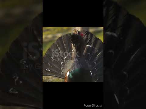 Auerhahn Western Capercaillie Tetrao urogallus video...
