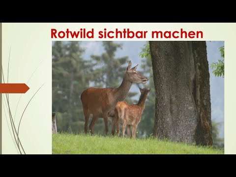 So macht man Rotwild sichtbar - Vortrag von Hubert Billiani bei der Süddeutschen Rotwildtagung