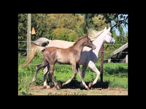 PA Habib El Nil - straight egyptian colt for sale