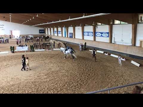 Oberland 1 - Pferd International 30. Mai 2019 (Kürturnier)