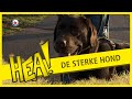 HEA! De sterke hond
