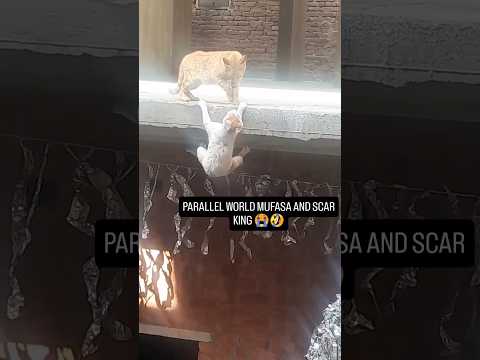 Real life Scar - Mufasa 🦁#lionking #disney #disneyland #mufasa #simba #lionking2 #shorts #shortsfeed