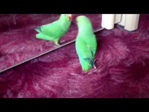 Parrot....shame on you mankind shame......Attiyya, Jade, Tayla, Sanah