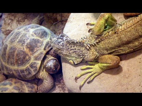 BEST FRIENDS! Tortoise and Lizard || PetsVideo