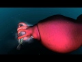 Mysterious world of the colossal squid