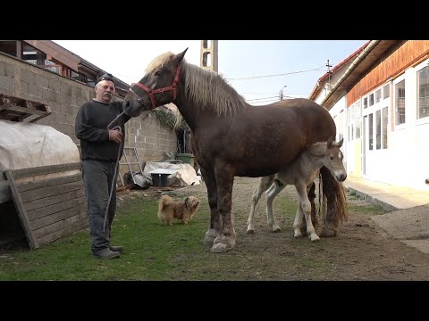 Caii domnului Doru de la Floresti, Cluj - Manji si iepe frumoasee - 2020 Nou!!!