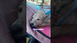 Vanlife chores with a dog in HOT weather 🥵🐕 #nomadlife #dogsafety #vanlife