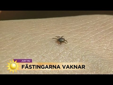 , title : 'Det visste du inte om fästingarna - Nyhetsmorgon (TV4)'