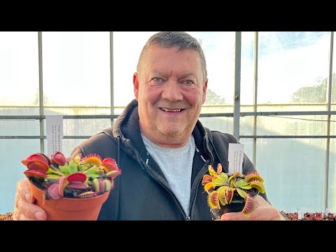 How to grow Venus Flytraps , at 3.17 i should have said Rainwater  #venusflytrap #carnivorousplants