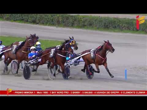 VI Corsa del 11 marzo 2023 - 5 Anni ed oltre Cat. G - Metri 1600 - Asp. Allievi