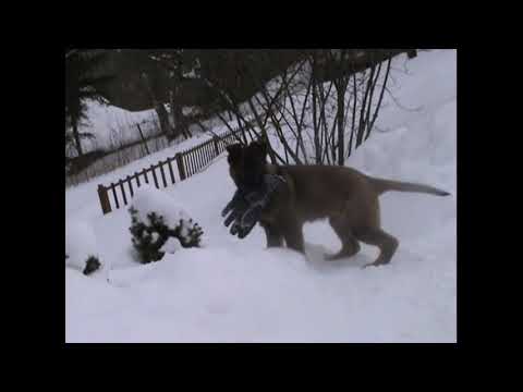 Salome z údolí Úpy (Karo z údolí Úpy x Orla z údolí Úpy) - 2,5 months