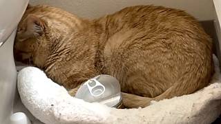 I took a shy shelter cat home. Here's what happened.