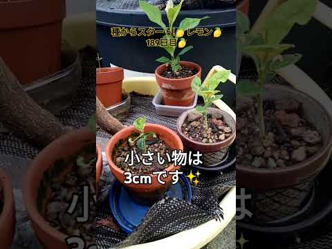 種からポットでレモンの木を育てるにはどうすればよいですか？  庭園