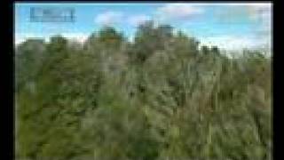 Salmonella Dub Lightning NZ