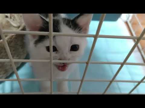 Faby meows Like a Chirping Bird