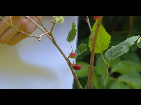 Recomendaciones para que tenga sus propias frutas sin salir de casa
