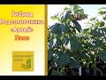 Семена подсолнечника Антей