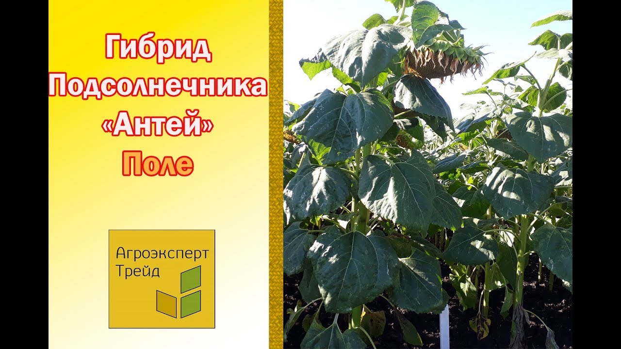 Семена подсолнечника Антей