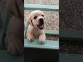 Puppy Sound Labrador Puppy Barking Sound Lab Puppy Funny Shorts Shorts Dog Dogs Puppy Ytshorts