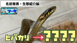 【ヒバカリ】名前が決まりましたぁ！！
