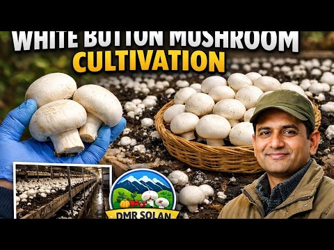 White Button Mushroom Cultivation (Agaricus bisporus) - DMR Solan