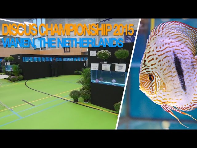 Discus Fish Championship in The Netherlands 2015