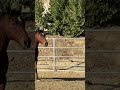 Hey good looking (Lefty) #horse
