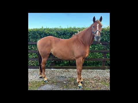 Experienced Irish Sport Horse (TIH) - Image 2
