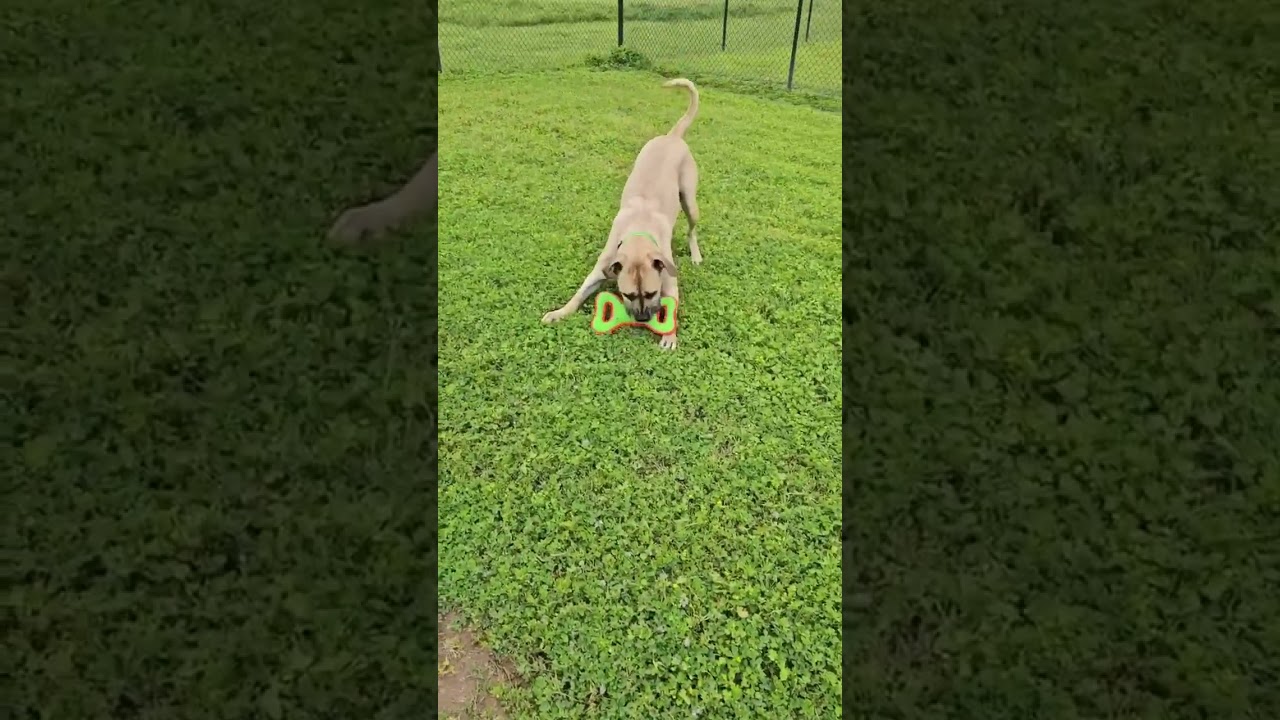 Tommy, a Adoptable Mastiff in Citrus Heights, CA video 2/6