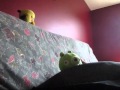 Funny Angry Birds Wmv