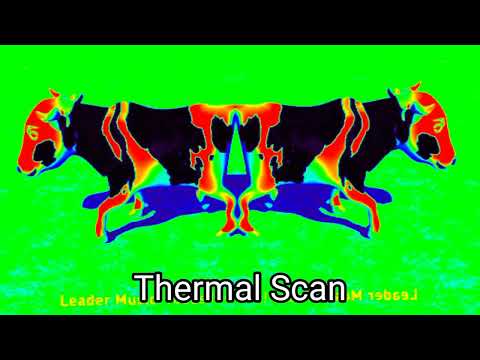 Clip de la canción infantil vaca que camina en el granero