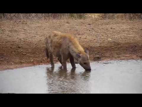 Djuma: Lone Hyena - 06:20 - 10/29/19