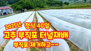 부직포 터널 재배 40일 지근한 괴산청결고추 순돌이와대근이 충북 괴산 [고추재배방법]