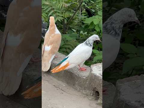 Subscribe #rafayabbasi #rafayvlog #pigeon #kabootar #indianpegion #kabootarloft05