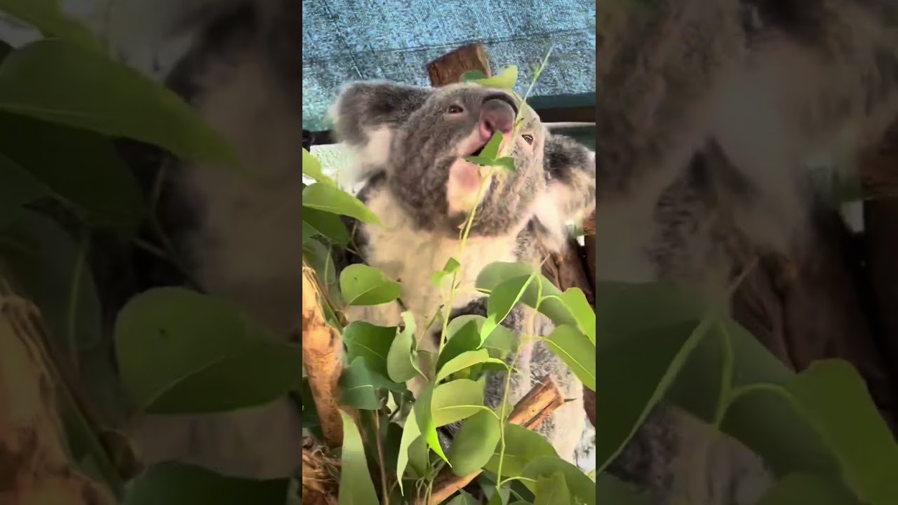 YouTube Short thumbnail