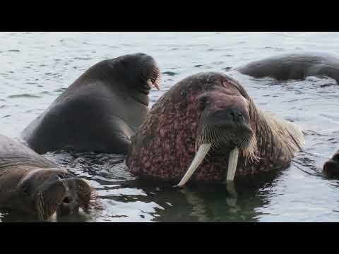 Atlantic walruses
