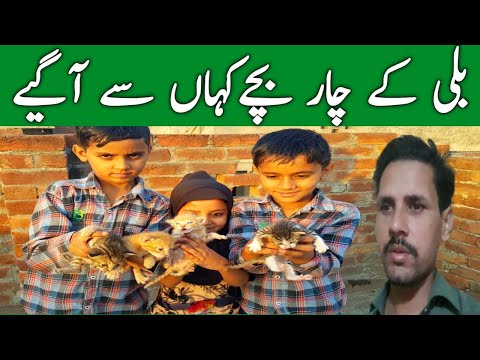 Four Baby Cats Riaz Rasheed Daily Life