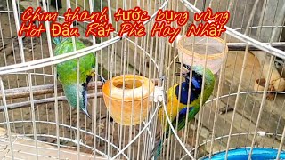 Download lagu Chim Thanh Tước Bụng Vàng/Trung Quốc Đấu Cực Phê Hay Nhất mp3