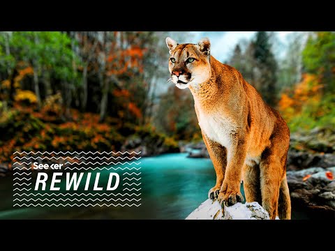 これらの橋はマウンテン・ライオンの安全を守ることができますか? (Could These Bridges Keep Mountain Lions Safe?)